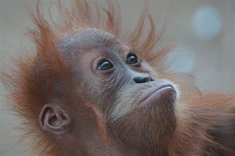 Orang-Utan-Baby Awang in der Zoom Erlebniswelt Foto & Bild | tiere, zoo ...