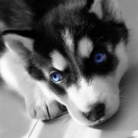 List Of Buy A Husky Puppy Ideas - Kinds of puppies