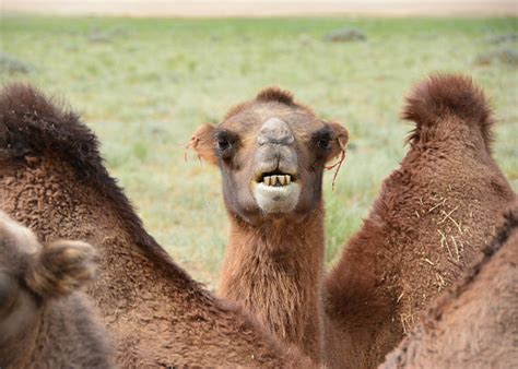 Best Camel Teeth Stock Photos, Pictures & Royalty-Free Images - iStock