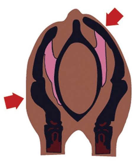 Understanding Dressage Saddle Fit | Saddle fitting, Horse anatomy, Horse care