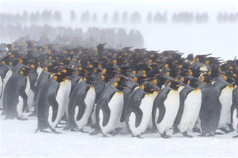 King penguin huddle stock image. Image of cold, snowy - 96790907