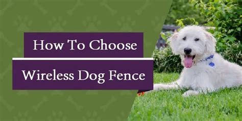 How To Choose A Wireless Dog Fence [Ultimate Guide] | Poultry Care Sunday