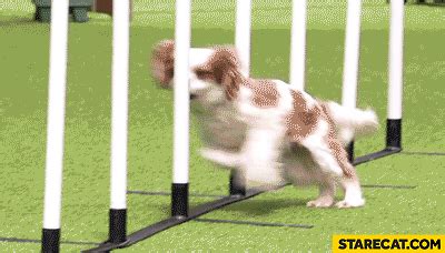 Dog agility fail head bump gif animation | StareCat.com