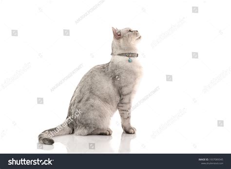 9,888 Sitting Cat Side View Images, Stock Photos, 3D objects, & Vectors | Shutterstock