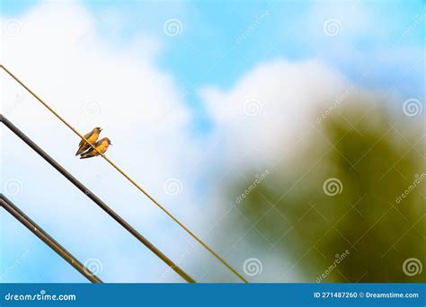 Two birds on a wire stock photo. Image of wild, speak - 271487260