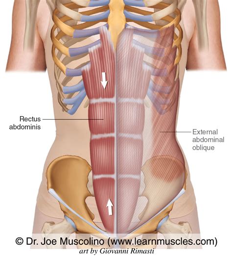 Rectus Abdominis - Learn Muscles