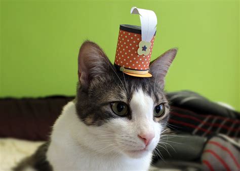 21 Tiny Fashionable Hats You Can Make For Your Cat