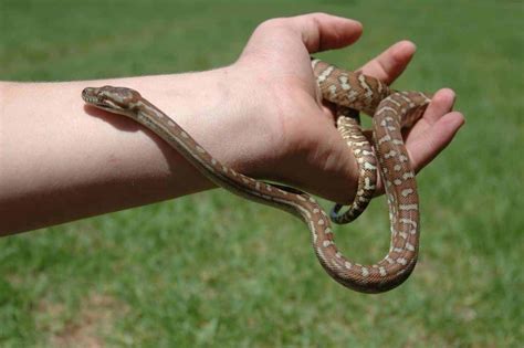 Do Pet Snakes Like to Be Petted? - Embora Pets