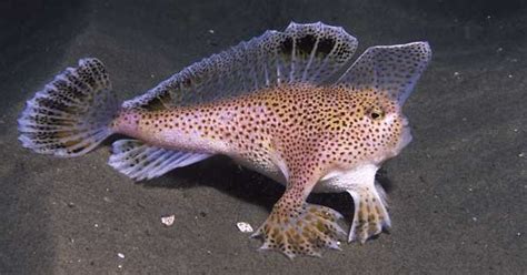 The Spotted Handfish is a rare and endangered fish that can only be found in south-eastern ...