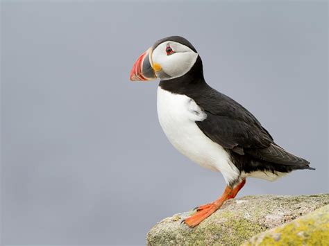 Can Puffins Fly? (Complete Guide) | Birdfact