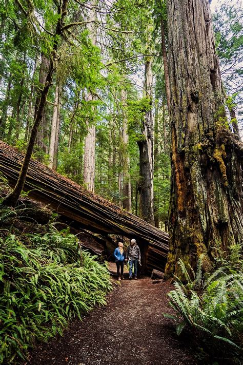 10 Best Hikes in the Redwoods - The Tallest Living Things to EVER Exist! — Uprooted Traveler