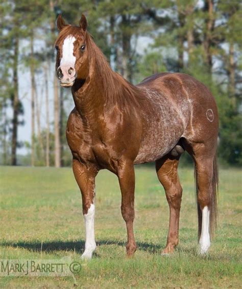 American Quarter Horse stallion, chestnut with strong rabicano markings on its barrel. | Horses ...