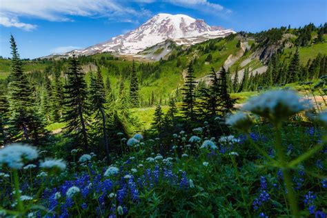 Remarkable wildflowers on the Skyline Loop Trail at Mt Rainier - Explore with Alec