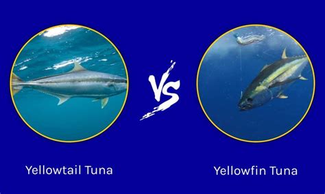 Yellowtail vs Yellowfin Tuna: The Key Differences - Wiki Point