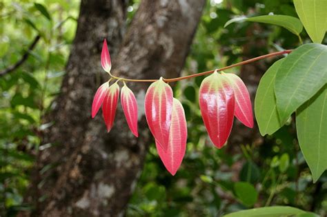 Pohon Kayu Manis Ceylon Pohon Kayu Manis Sejati Verum Cinnamomum Foto ...