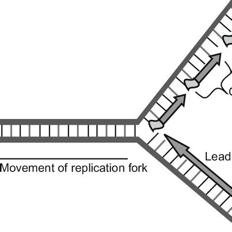 4 DNA replication -replication fork. | Download Scientific Diagram