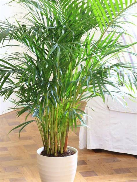 Indoor plants for dark corners!