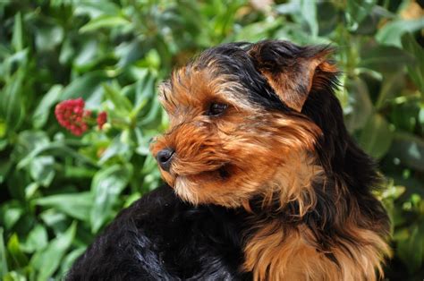 Best Family Dogs: Our Top 10 List | Breed Information | Mad Paws Blog