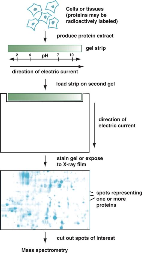 Protein Gel Electrophoresis