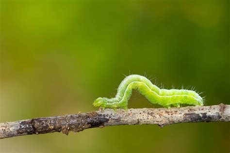 Caterpillar Pest Control, Treatment for Caterpillars - Flick Pest Control