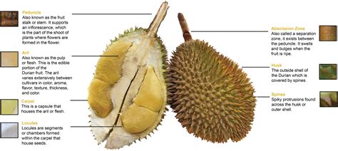 Durian Harvests - Musang King Durian Investments