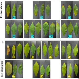 Symptoms on cassava leaves infected by Alternaria alternata H-Vi 7 in... | Download Scientific ...