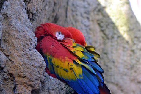 Scarlet Macaw - Fantastic Pet Encyclopedia, UK