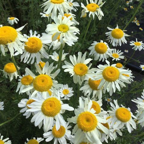 Anthemis tinctoria 'Alba'