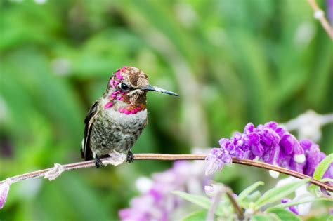 what color are hummingbirds most attracted to - Vickey Draper