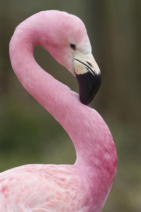 This is my good side by steven.davies.969 on YouPic | Flamingo, Pink ...