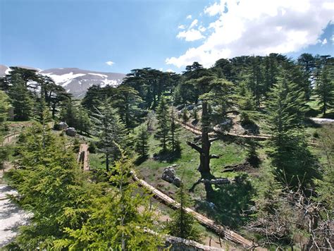 Cedars of God | Municipality of Bcharri Official Site | الموقع الرسمي لبلدية بشري