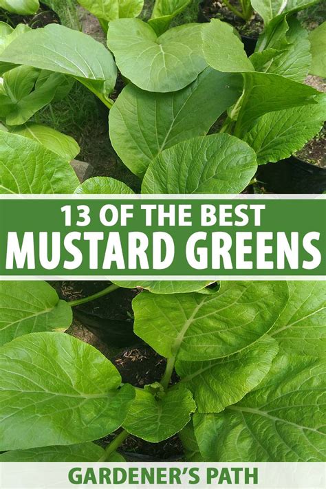 13 of the Best Varieties of Mustard Greens | Gardener’s Path