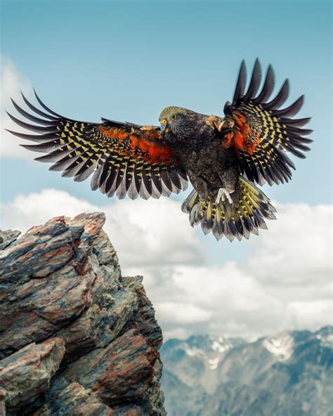 Interesting Photo of the Day: Kea the Alpine Parrot