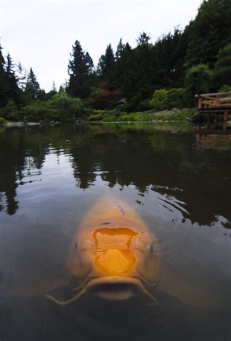 Say Cheese! The Japanese Garden in Seattle has some of the biggest Koi I've ever seen. And they ...