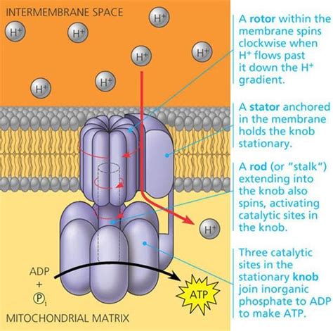 Comprehensive Diagram for the Structure of ATP Synthase. Taken from [3]. | Download Scientific ...