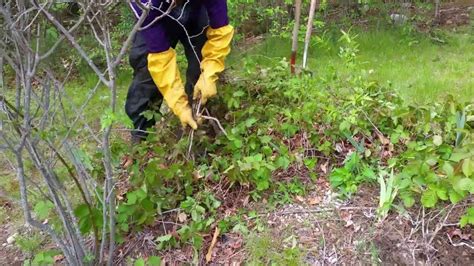 Poison Ivy Removal tips - YouTube