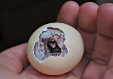 baby chicks hatching