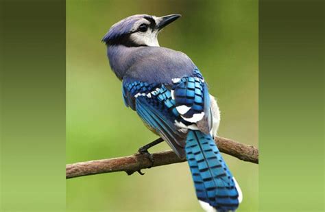 Blue Jay - Description, Habitat, Image, Diet, and Interesting Facts