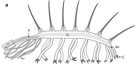 Spike-back worm Hallucigenia's head found after 38 years - SlashGear