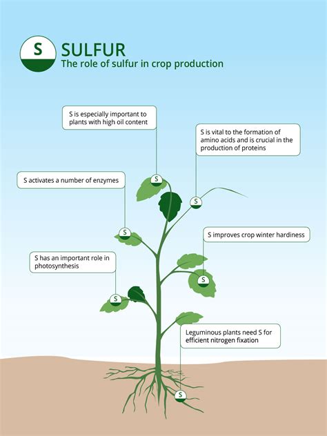 Sulfur (S) Based Fertilizers | ICL