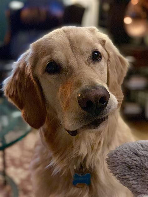 Are you going to throw that ball or not? #goldenretriever | Golden retriever, Puppy beagle, Dog ...