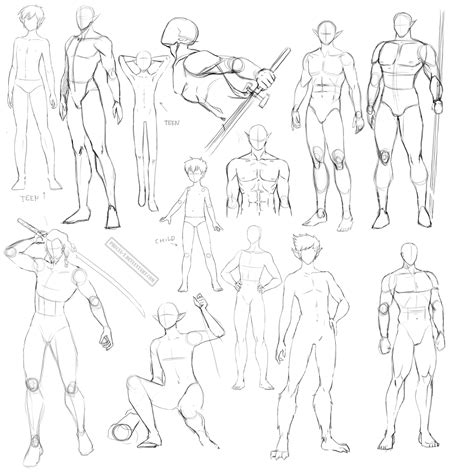 Male anatomy by Precia-T on DeviantArt