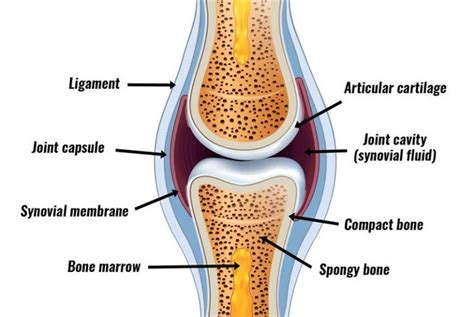 Pin on Anatomy and physiology