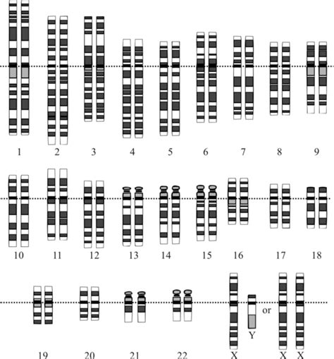 Homologous chromosome - Definition and Examples - Biology Online Dictionary