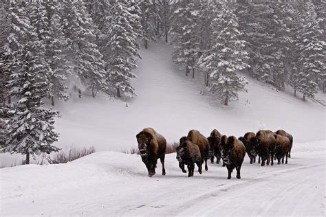 Bison In Winter Photograph by DBushue Photography