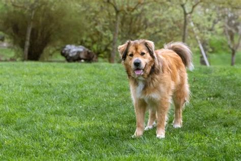 German Shepherd Golden Retriever Mix - The Perfect Family Dog? German ...