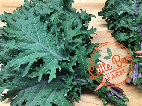 Red Russian Kale | Little Bent Farm