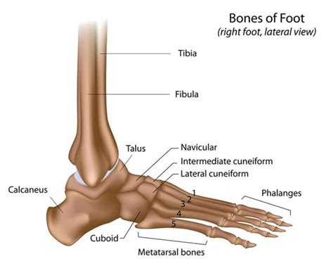 Fungsi Tulang Pergelangan Kaki - Pengertian, Struktur, Gambar, Cedera