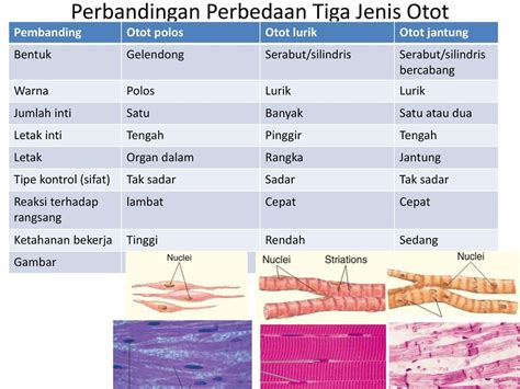 Gambar Otot Polos Lurik Jantung Pada Manusia – pulp