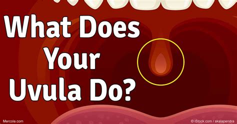 5 Important Functions of the Uvula